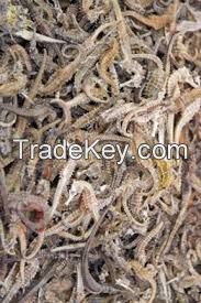 Seahorse Dried