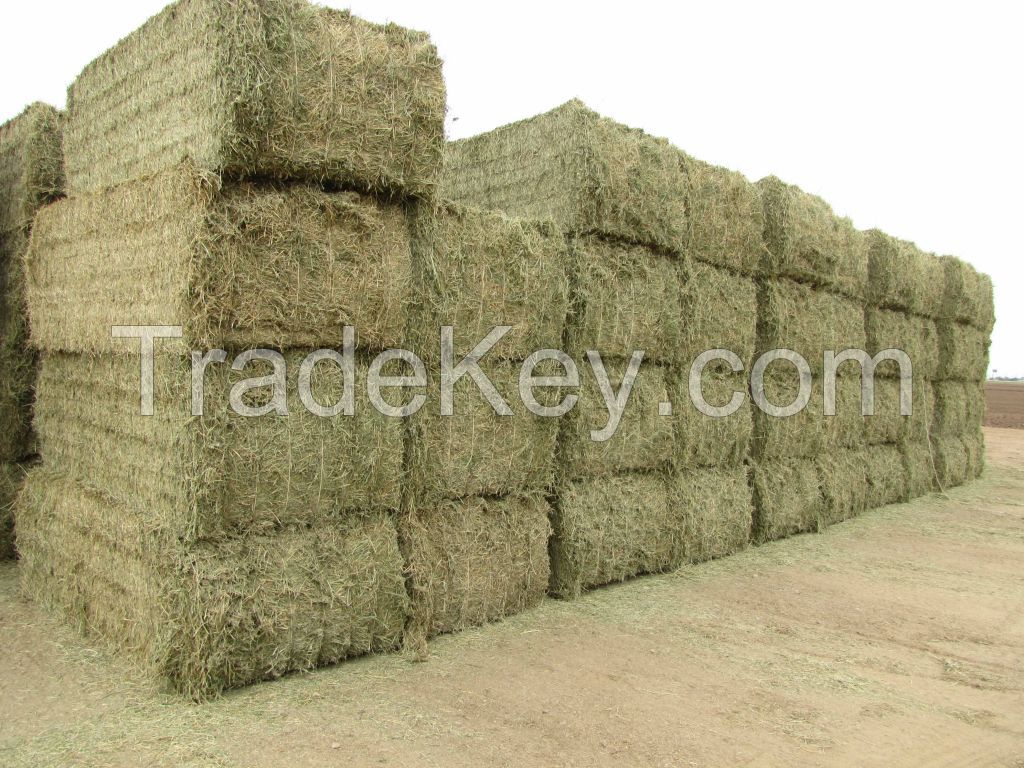 We Offer Alfalfa Hay Top Quality