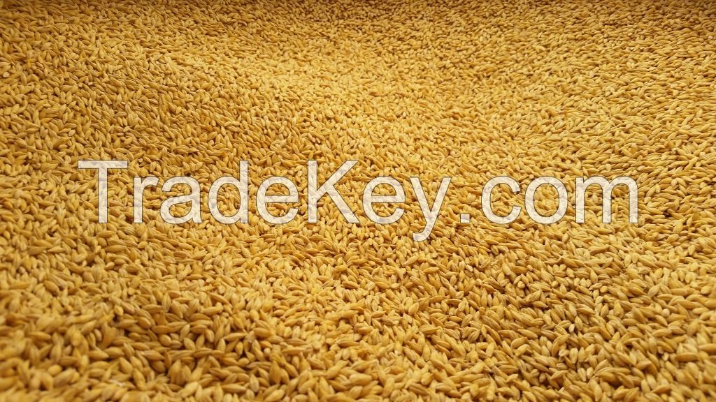 Barley Seed Premium Grade