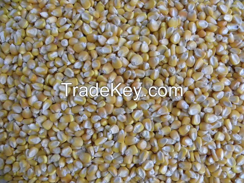 Top Quality South African Yellow maize corn for Animal Feed