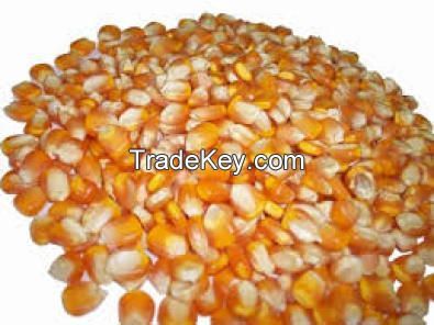 Supply A GRADE Yellow Corn ANIMAL FEED ( New Season Crop 17-18)
