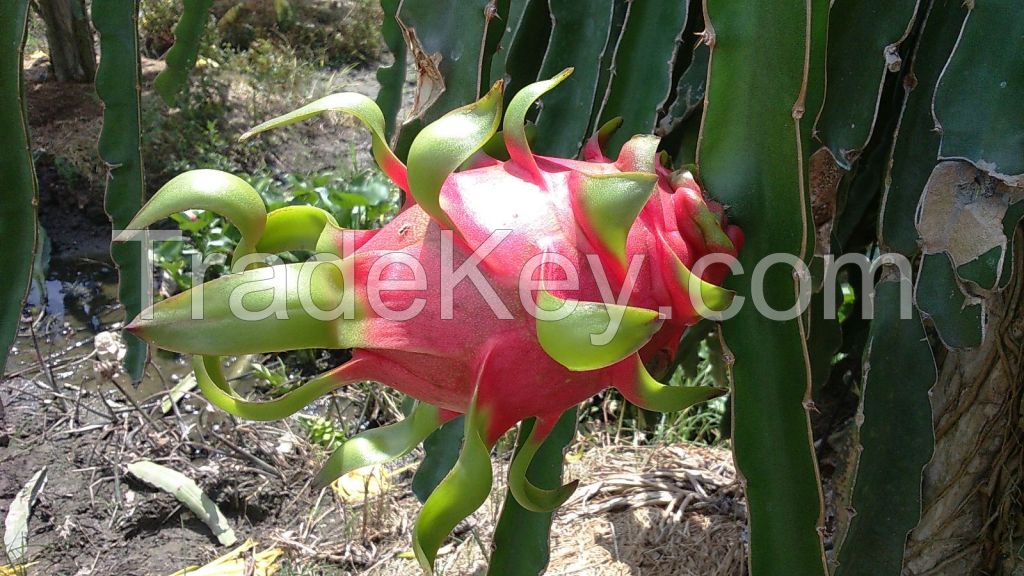 Dragon fruit