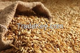 Sell Barley