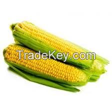 Sell Yellow Corn
