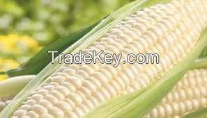 Sell White Maize