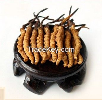 cordyceps sinensis  cordyceps powder  cordyceps Oral liquid