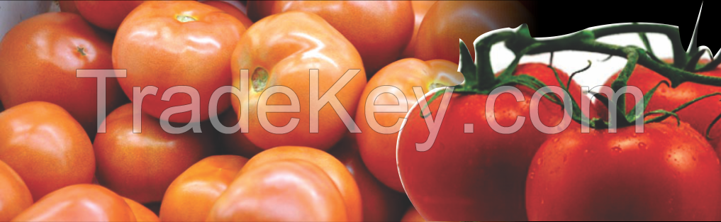 Fresh Tomatoes for Sale!!!