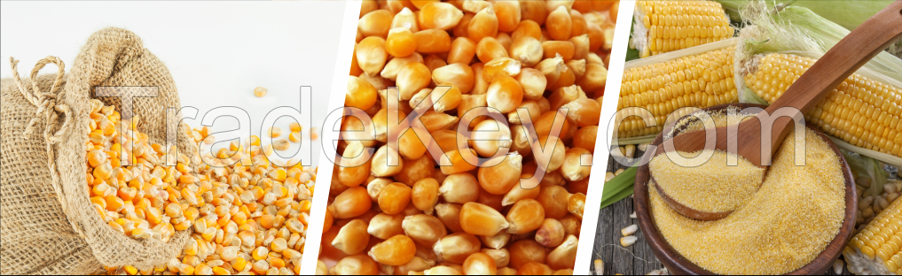 Yellow corn available for immediate shipment