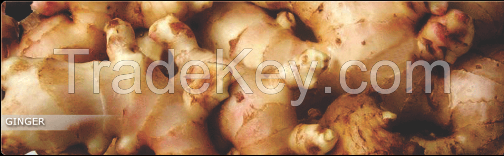 Fresh Ginger Available for immediate shipment...