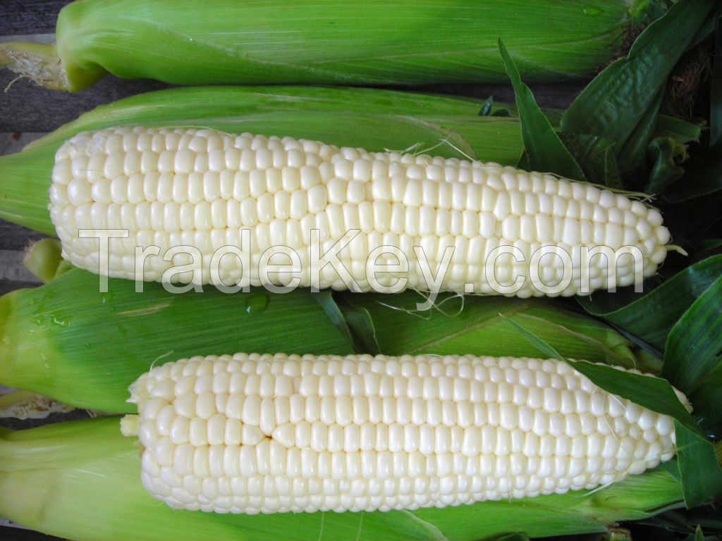 White corn available for immediate shipment.
