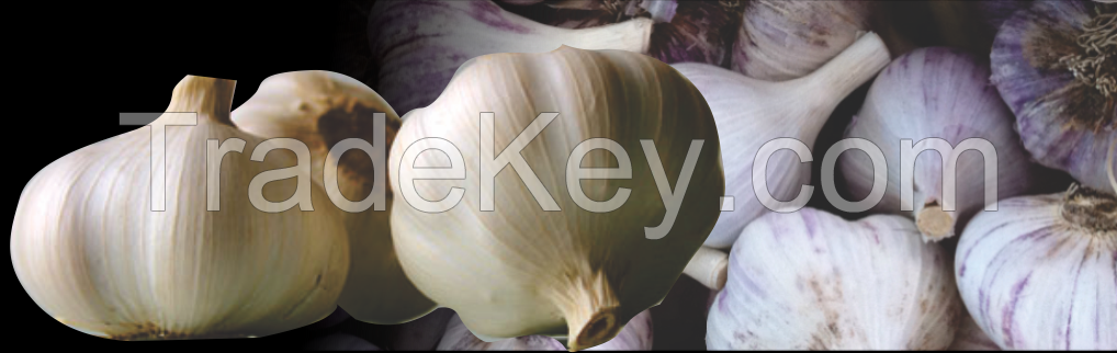 Fresh Garlic Available for immediate shipment...