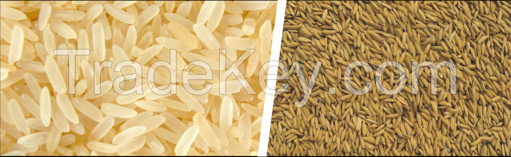 Parboiled rice available for immediate shipment