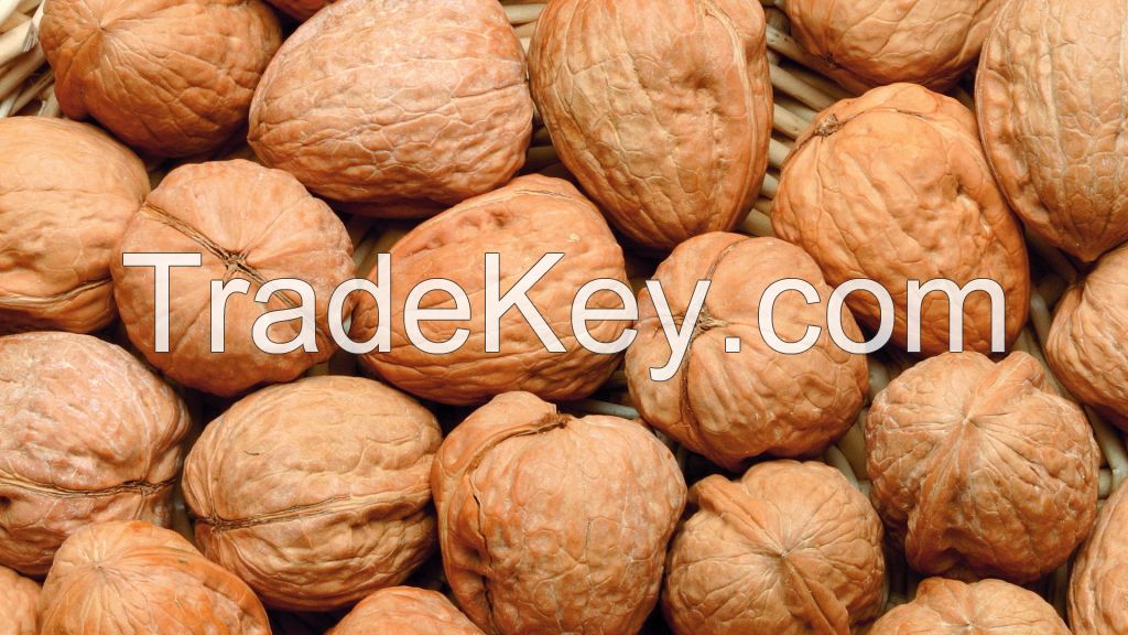 Walnuts in shell