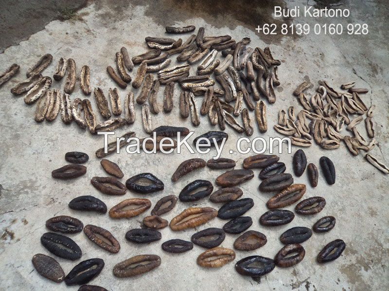 sea Cucumber from Papua - Indonesia