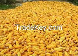 Yellow Corn