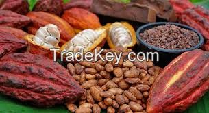 Cocoa Beans