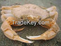 Sea Crab