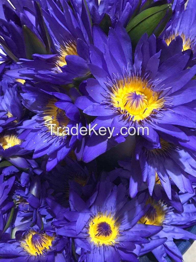 Blue Lotus ( Nymphaea Caerulea )