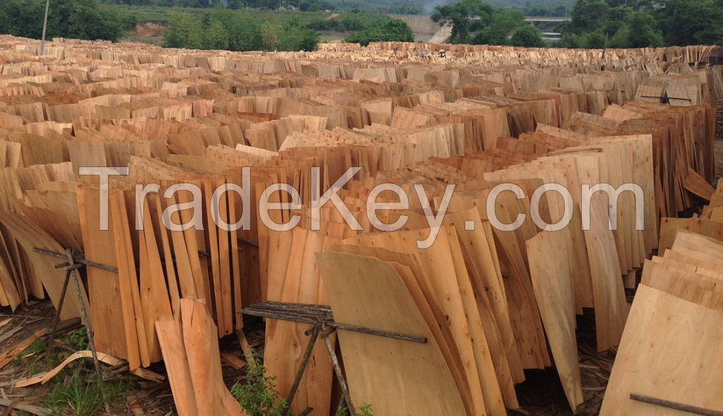 Eucalyptus core veneer for making plywood