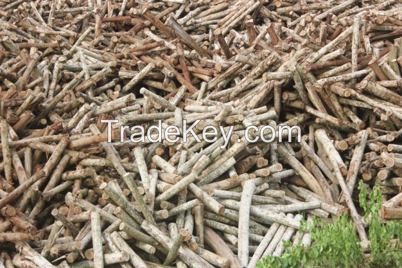 Acacia wood logs for paper, chips, pellet, core veneer....