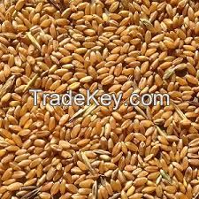 Sell Wheat