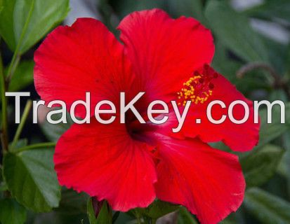 HIBISCUS FLOWER