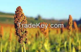 GUINEA CORN/SORGHUM