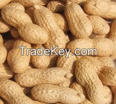 Peanut Kernel & shell