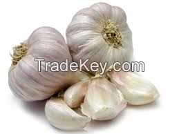 Pure white fresh garlics