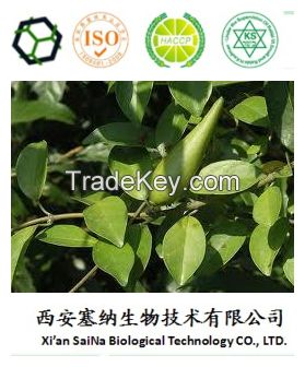 GMP standard Gymnema sylvestre extract(Gymnemic Acids) 10:1