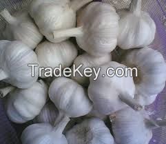 Fresh Garlic