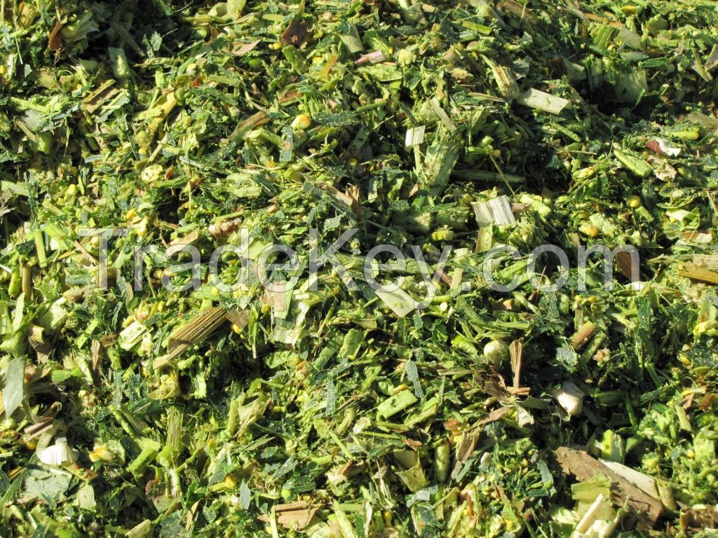 Quality Corn silage for Animal Feed
