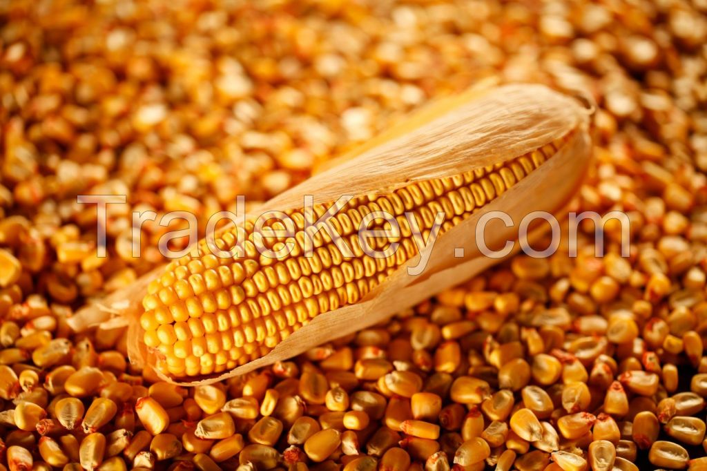 Quality Yellow corn for Animal Feed