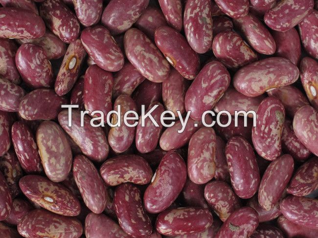 Purple Speckled Kidney Bean