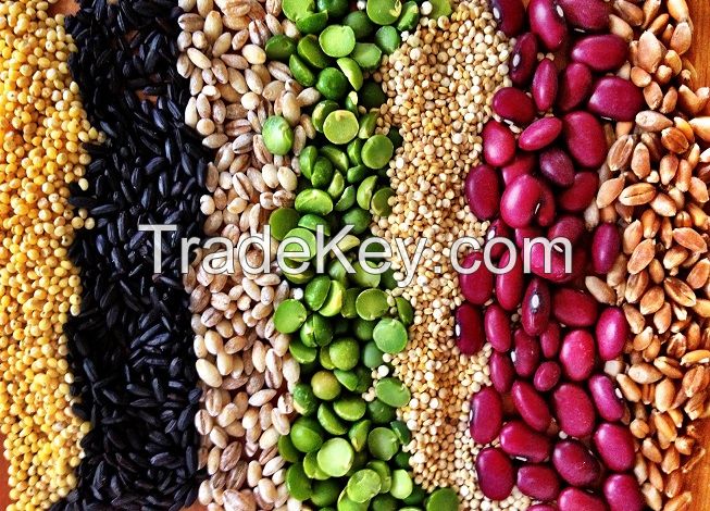 Peruvian Grains