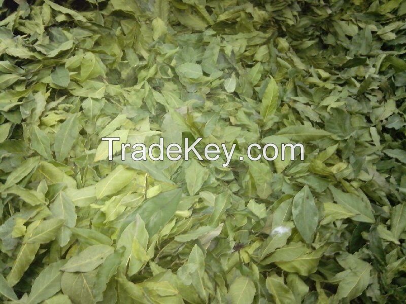 Laurel Leaves, Laurel Bay, 