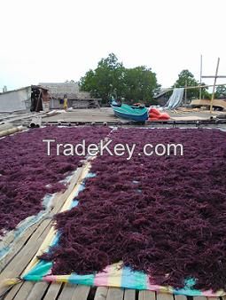 For Sale Dried RED / PURPLE Eucheuma Cottonii Seaweed