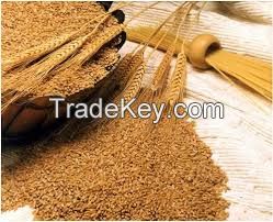 durum wheat