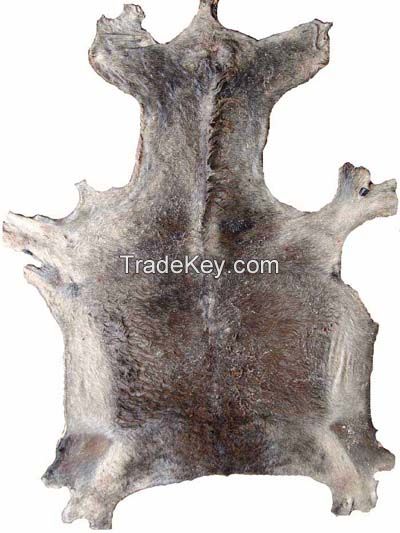 Dried Donkey Skin available for sale