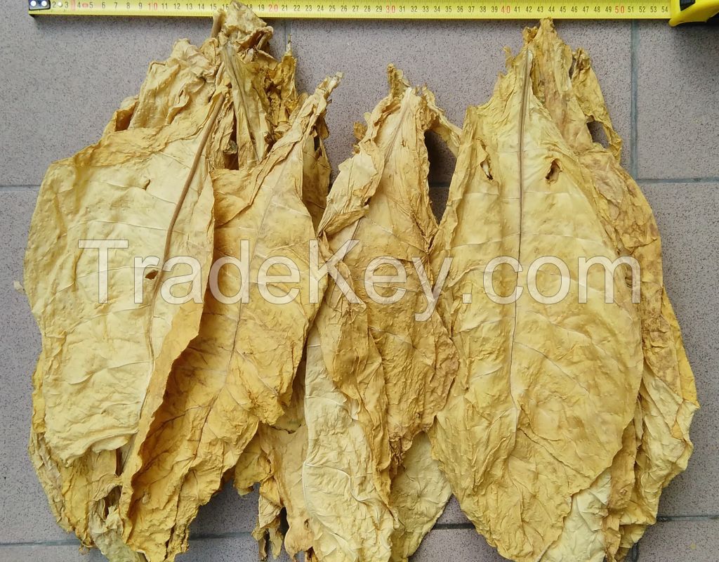 Virginia tobacco leaves