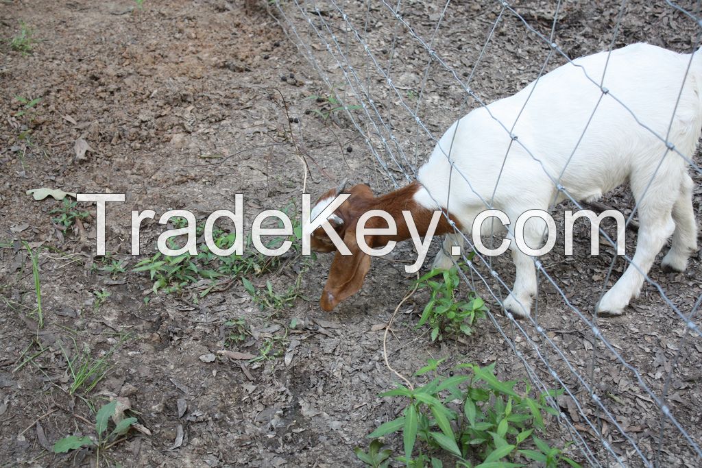 Healthy and Bulky Live Boer Goats