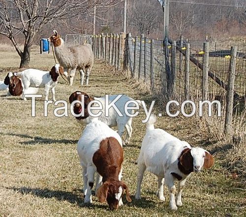 Live Boer Goats, Saanen Goats , Askanian Goats