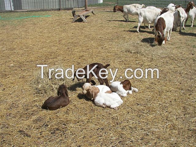 %100 Full bloodline Boer Goats