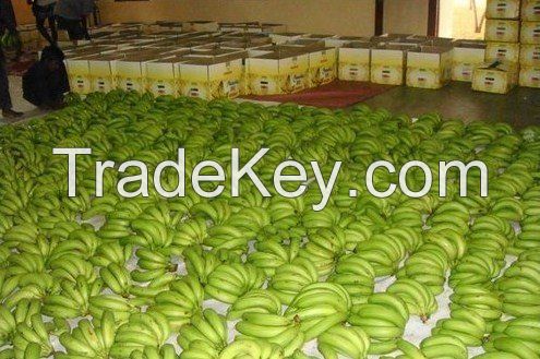 FRESH CAVENDISH BANANAS