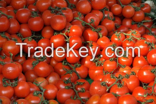Standard specification fresh tomato