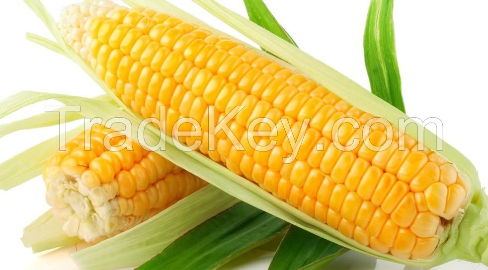 Yellow corn