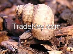 Good quality Operculum Sea Shells all Type