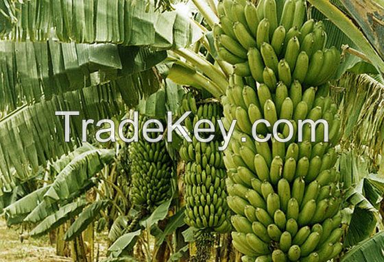 Sell CAVENDISH BANANAS