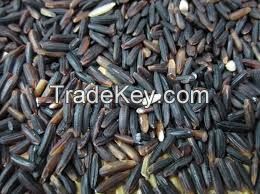 high quality black rice