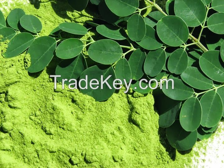 moringa powder moringa tea